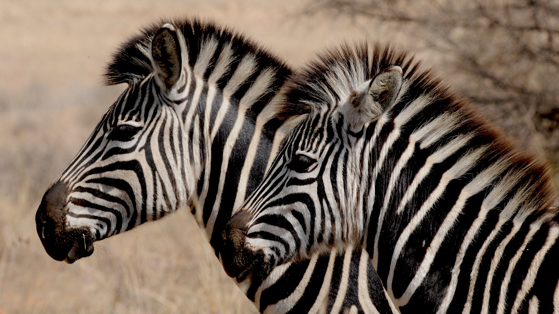 Animale photo 1