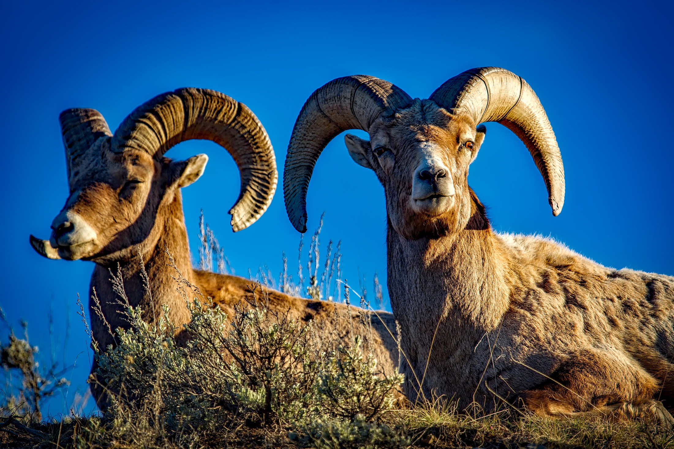 Animale photo 3