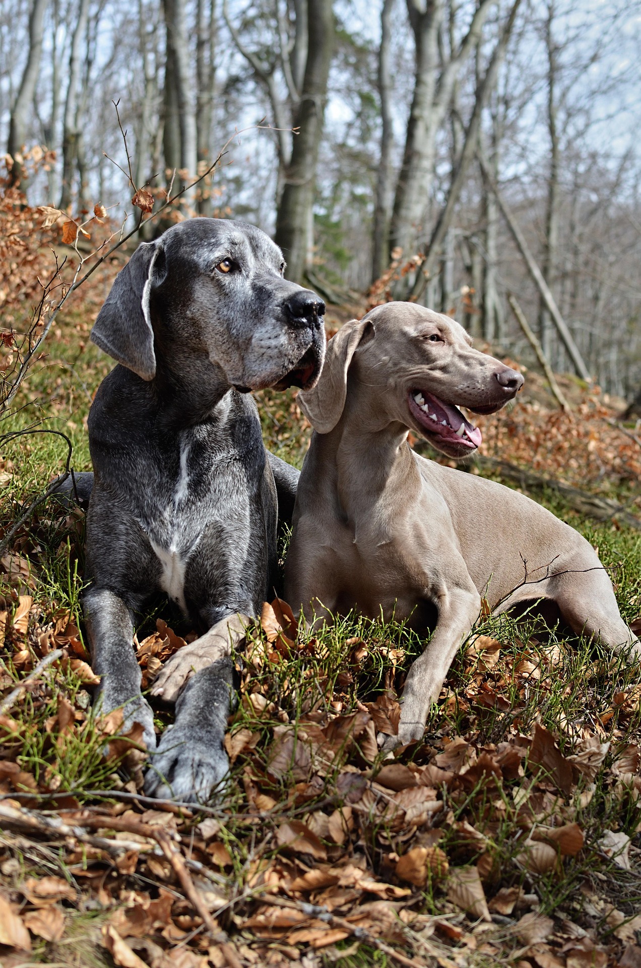 Animale photo 2